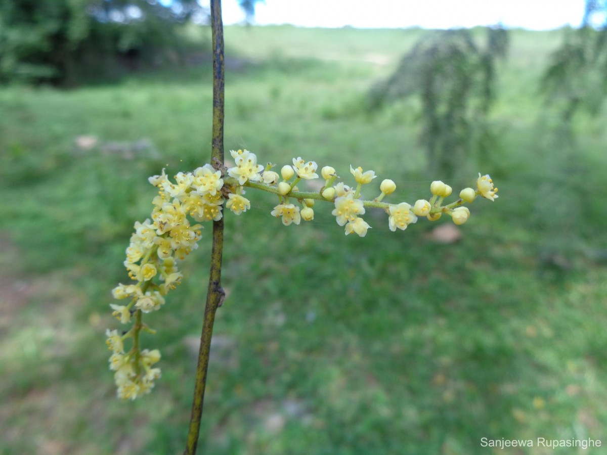 Pachygone ovata (Poir.) Miers ex Hook.f. & Thomson